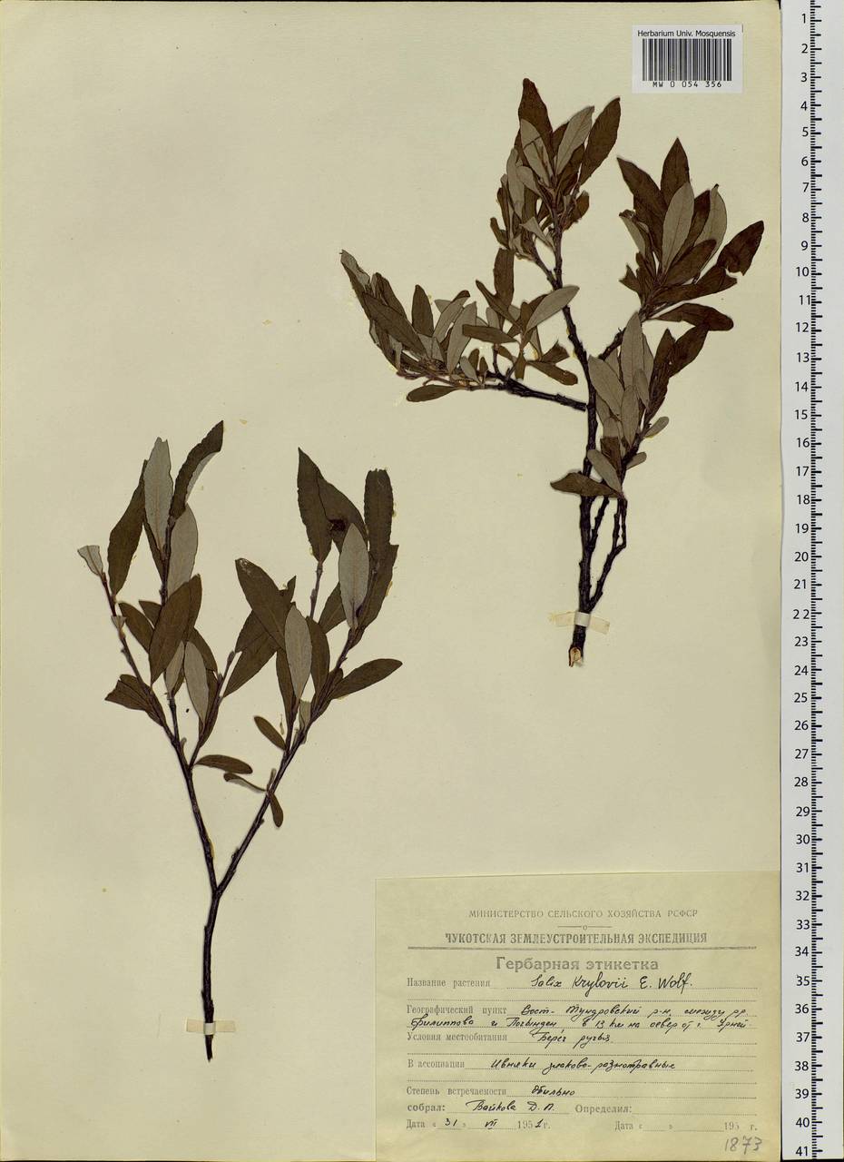 Salix krylovii E. Wolf, Siberia, Yakutia (S5) (Russia)