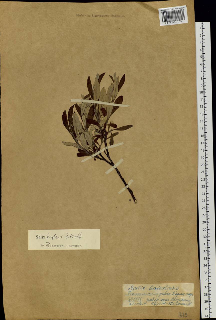 Salix krylovii E. Wolf, Siberia, Chukotka & Kamchatka (S7) (Russia)