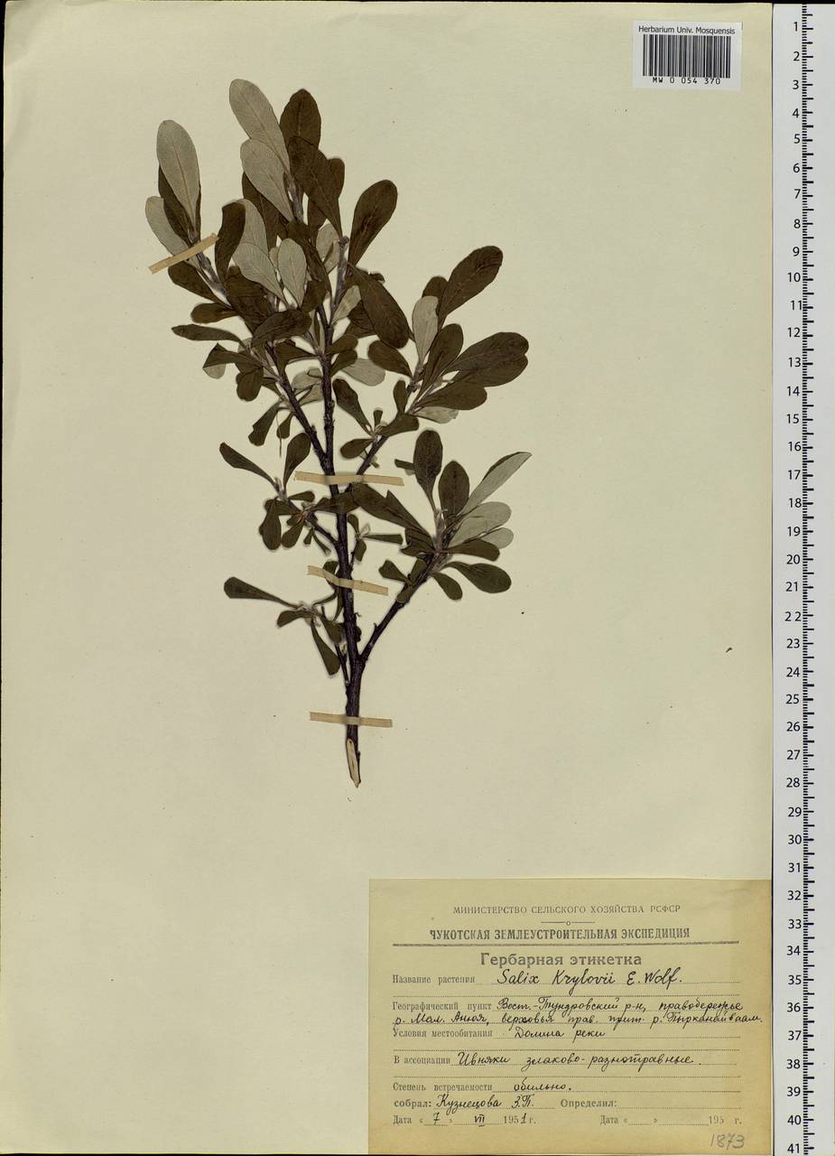 Salix krylovii E. Wolf, Siberia, Chukotka & Kamchatka (S7) (Russia)