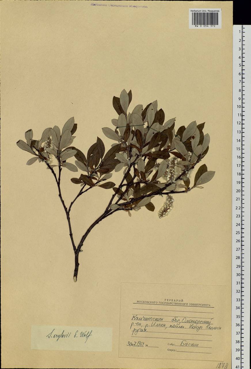 Salix krylovii E. Wolf, Siberia, Chukotka & Kamchatka (S7) (Russia)