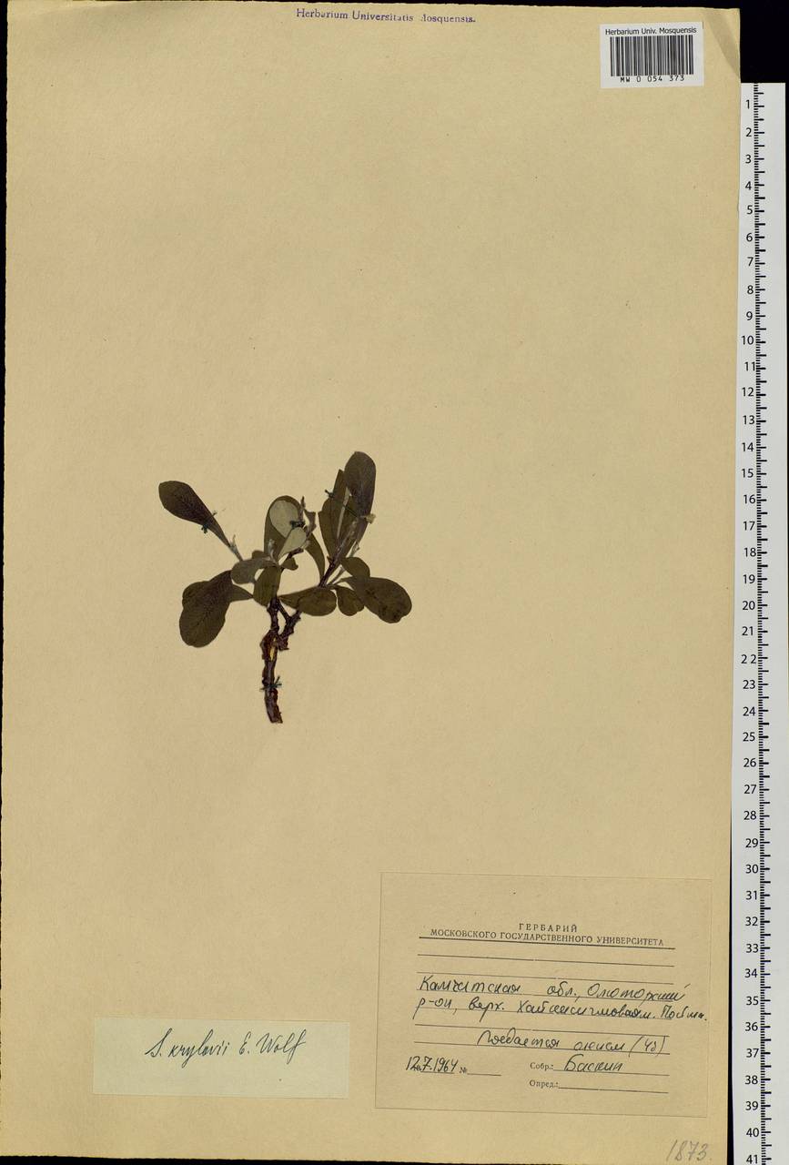 Salix krylovii E. Wolf, Siberia, Chukotka & Kamchatka (S7) (Russia)