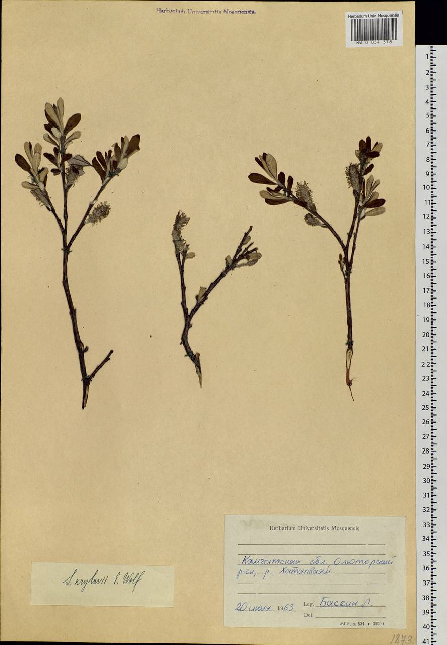 Salix krylovii E. Wolf, Siberia, Chukotka & Kamchatka (S7) (Russia)