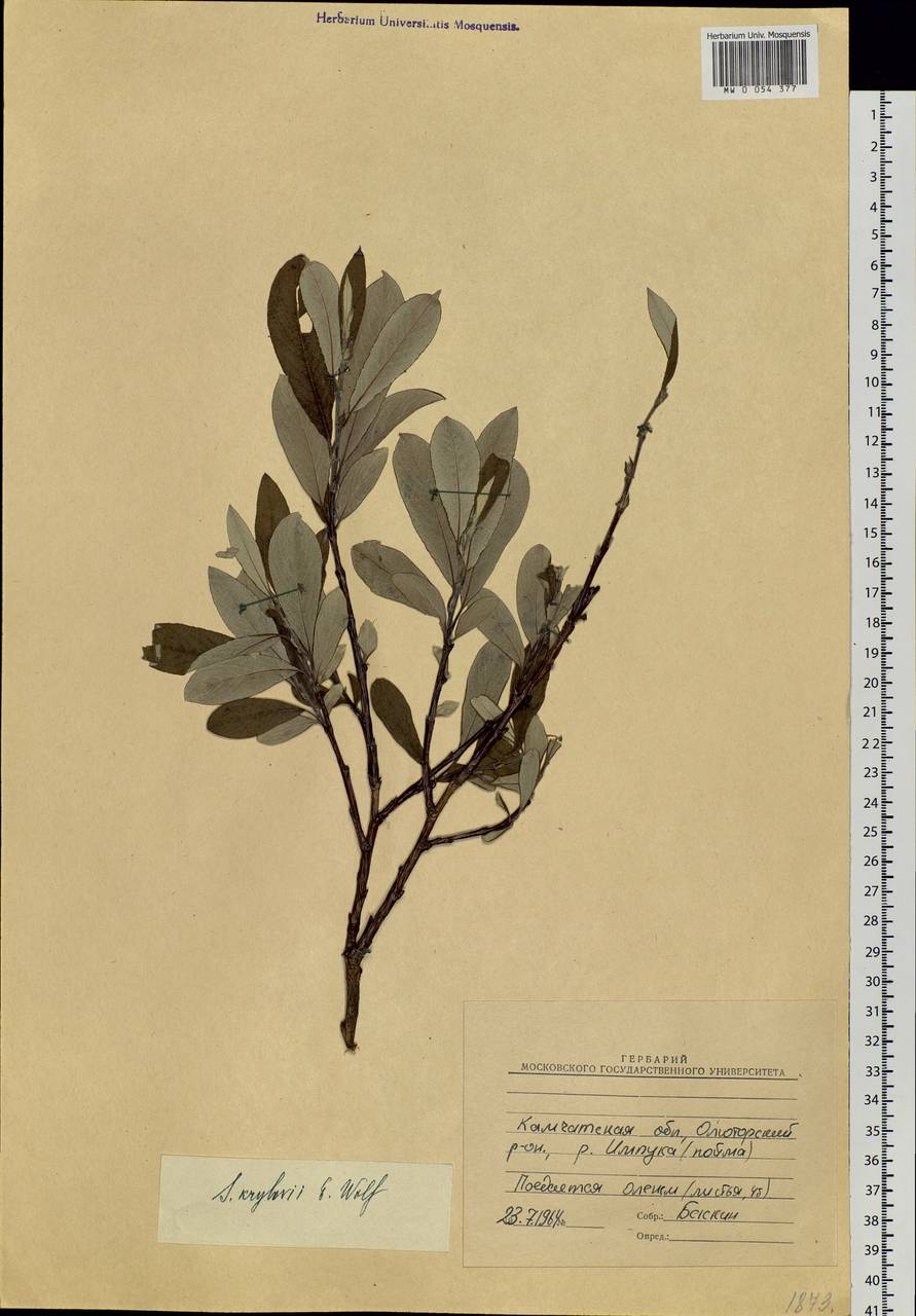 Salix krylovii E. Wolf, Siberia, Chukotka & Kamchatka (S7) (Russia)