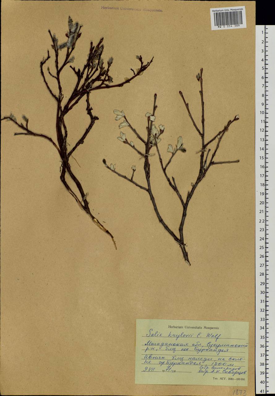 Salix krylovii E. Wolf, Siberia, Chukotka & Kamchatka (S7) (Russia)