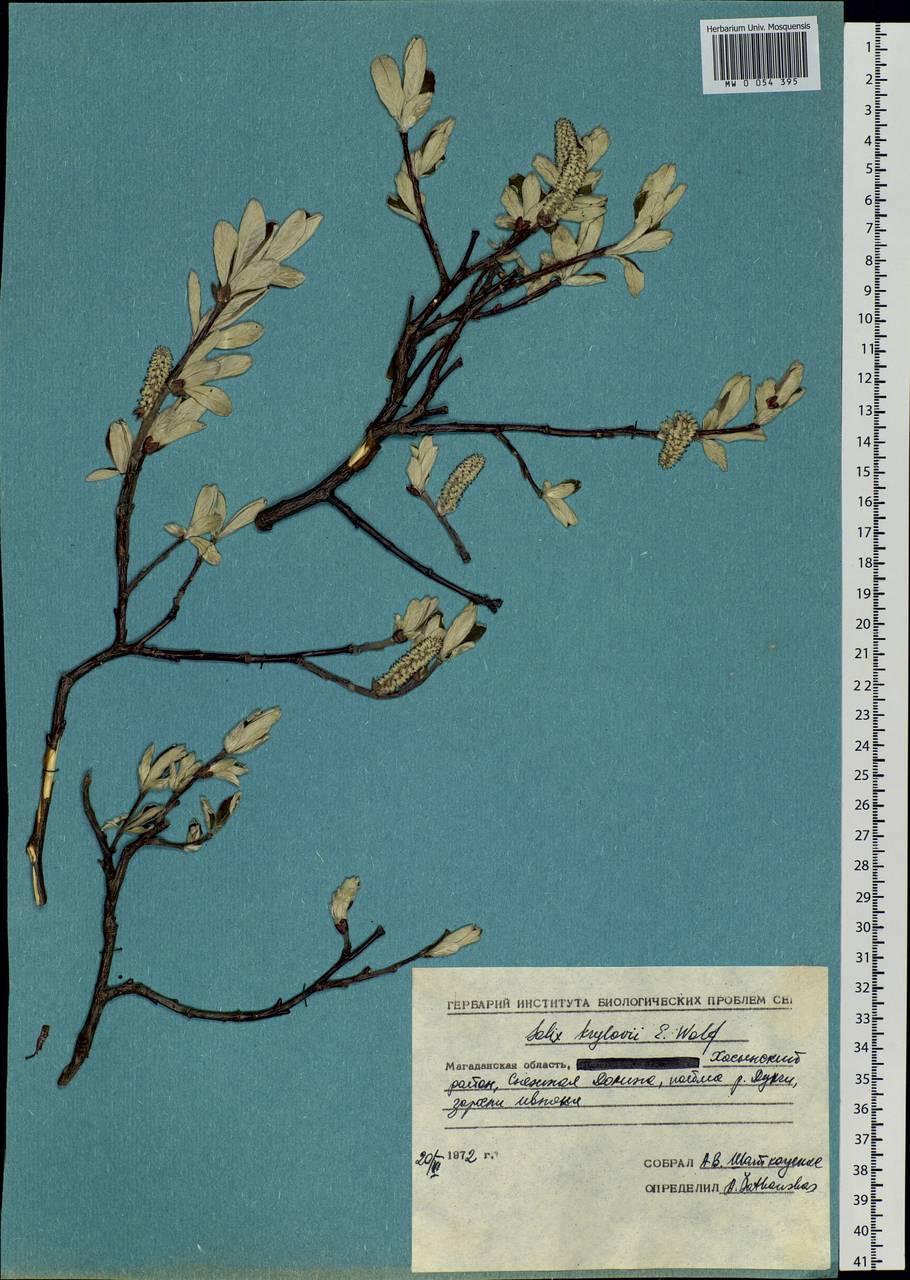Salix krylovii E. L. Wolf, Siberia, Chukotka & Kamchatka (S7) (Russia)