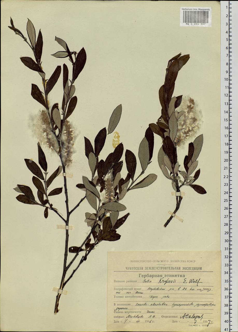Salix krylovii E. Wolf, Siberia, Chukotka & Kamchatka (S7) (Russia)