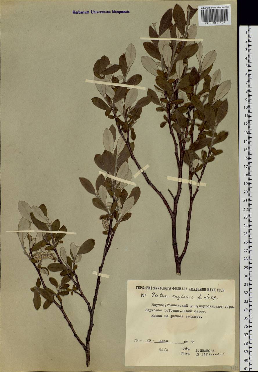 Salix krylovii E. Wolf, Siberia, Yakutia (S5) (Russia)