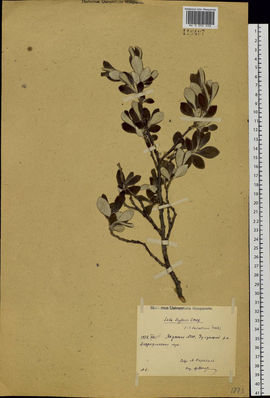 Salix krylovii E. L. Wolf, Siberia, Yakutia (S5) (Russia)