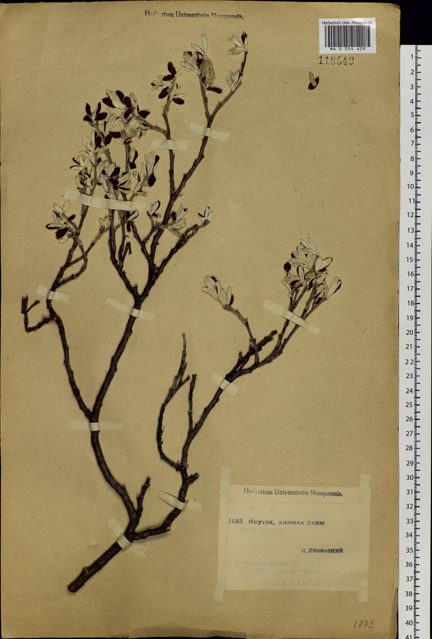 Salix krylovii E. Wolf, Siberia, Yakutia (S5) (Russia)