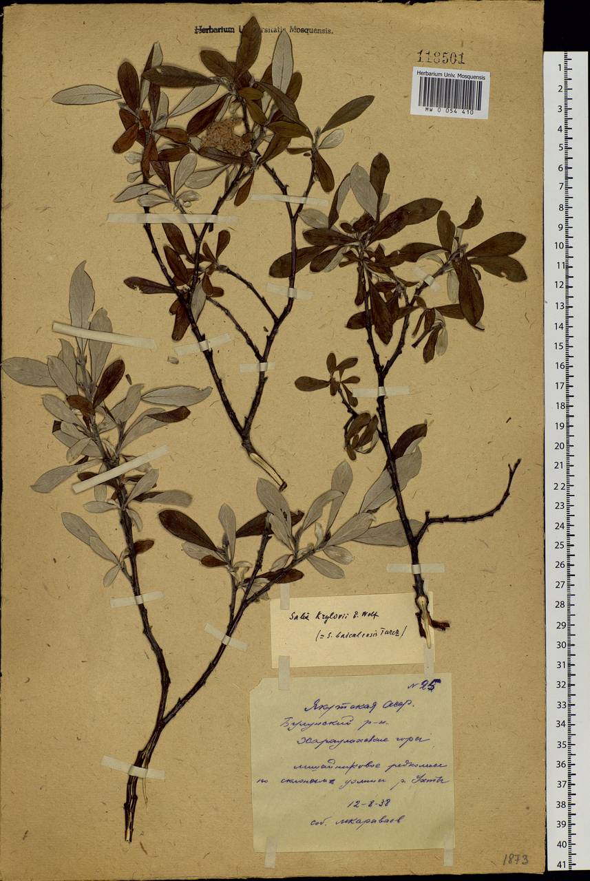 Salix krylovii E. Wolf, Siberia, Yakutia (S5) (Russia)