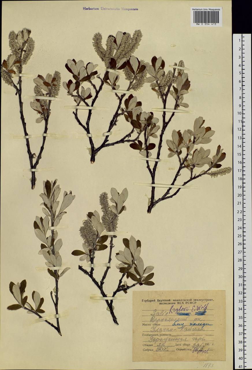 Salix krylovii E. L. Wolf, Siberia, Yakutia (S5) (Russia)