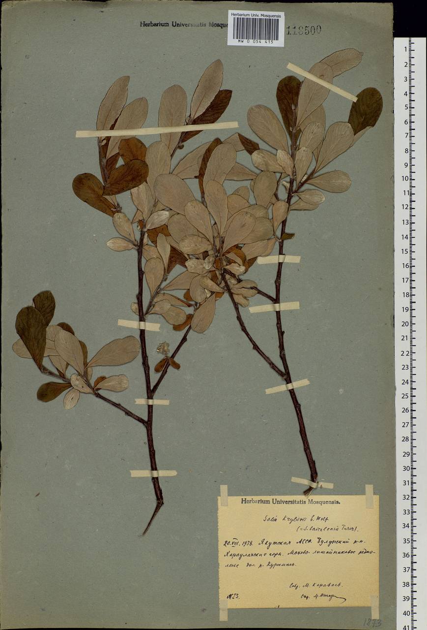 Salix krylovii E. Wolf, Siberia, Yakutia (S5) (Russia)