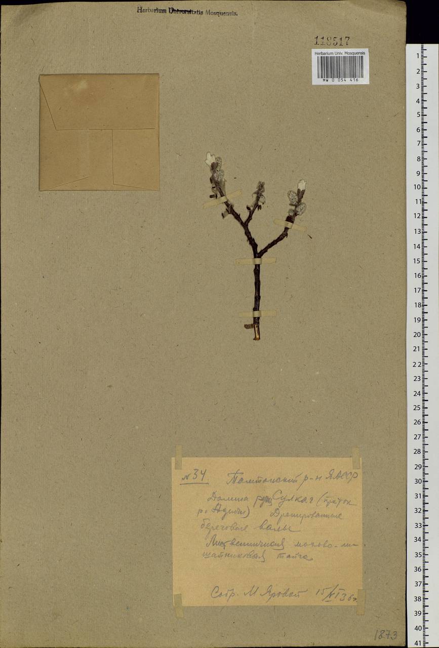 Salix krylovii E. Wolf, Siberia, Yakutia (S5) (Russia)