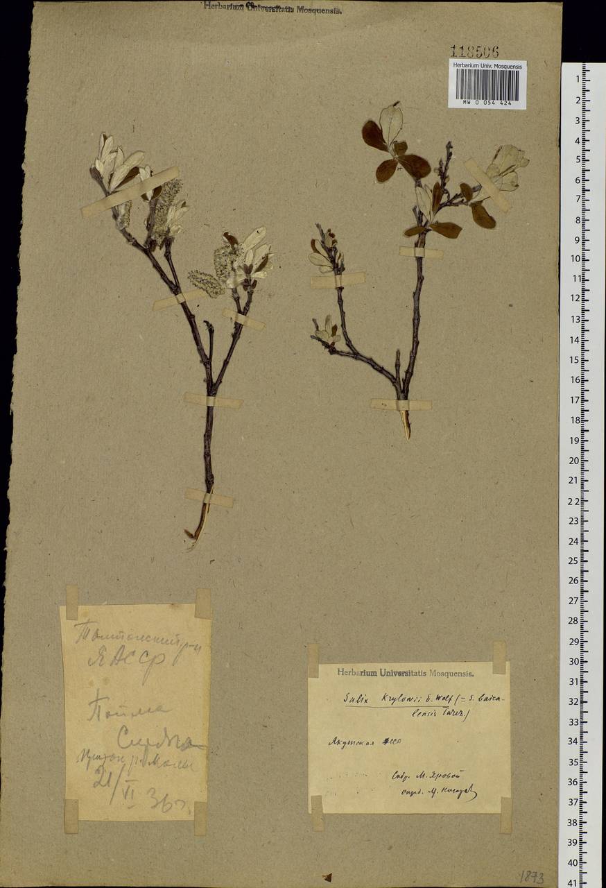 Salix krylovii E. L. Wolf, Siberia, Yakutia (S5) (Russia)