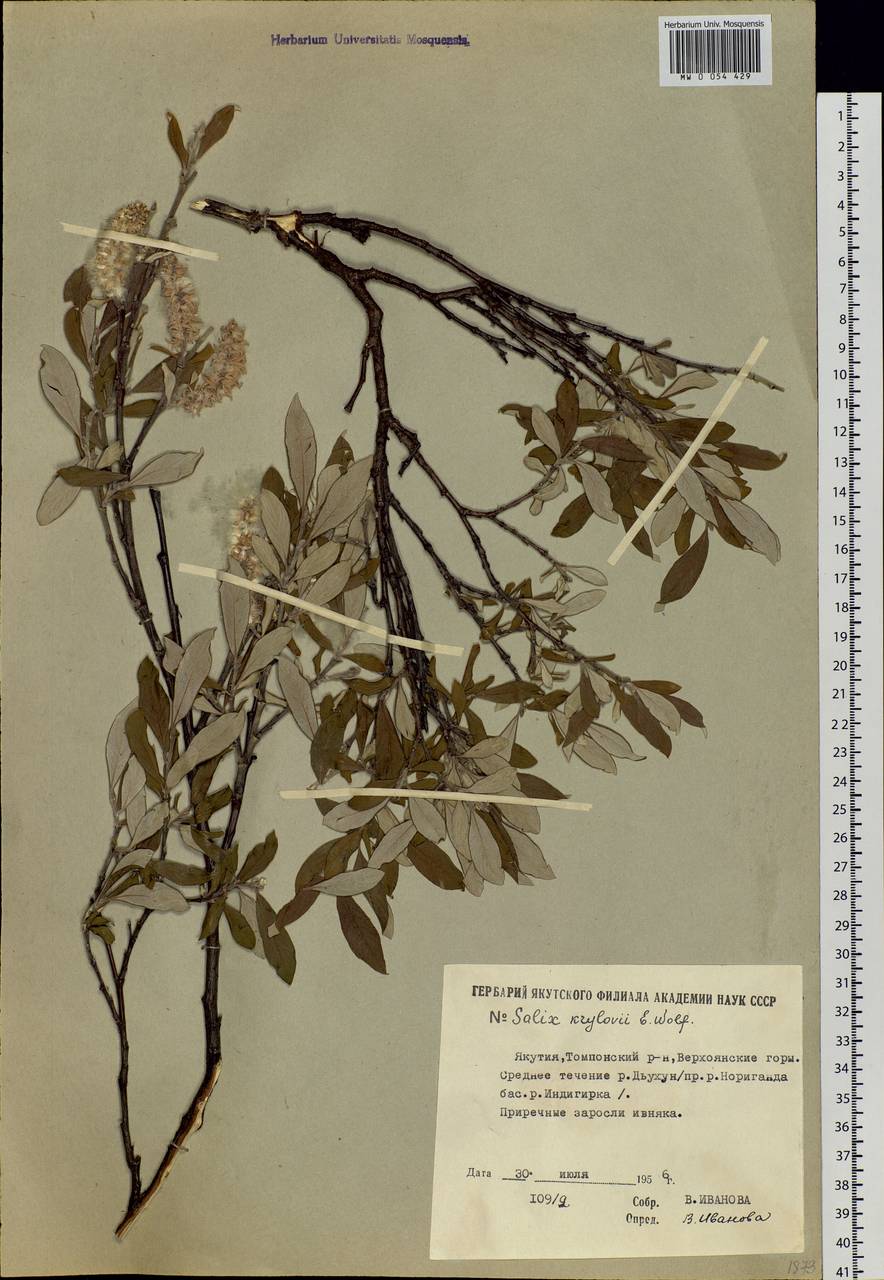 Salix krylovii E. Wolf, Siberia, Yakutia (S5) (Russia)