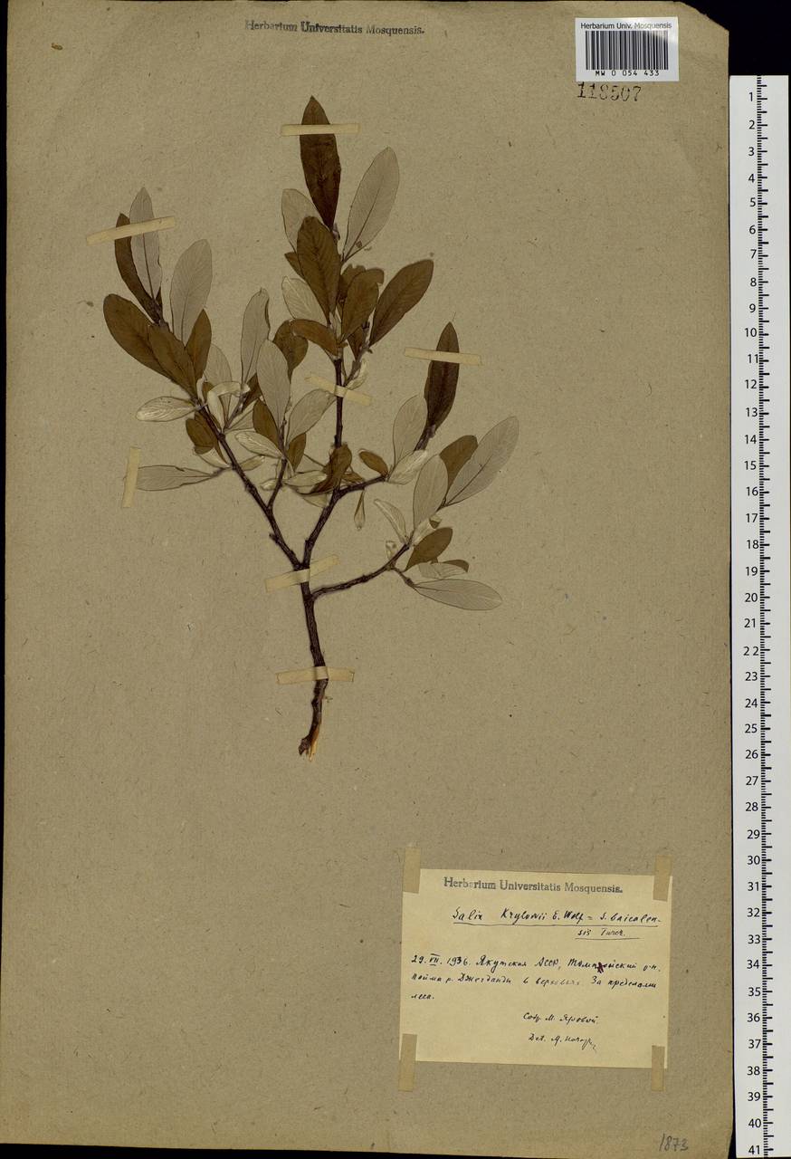 Salix krylovii E. Wolf, Siberia, Yakutia (S5) (Russia)