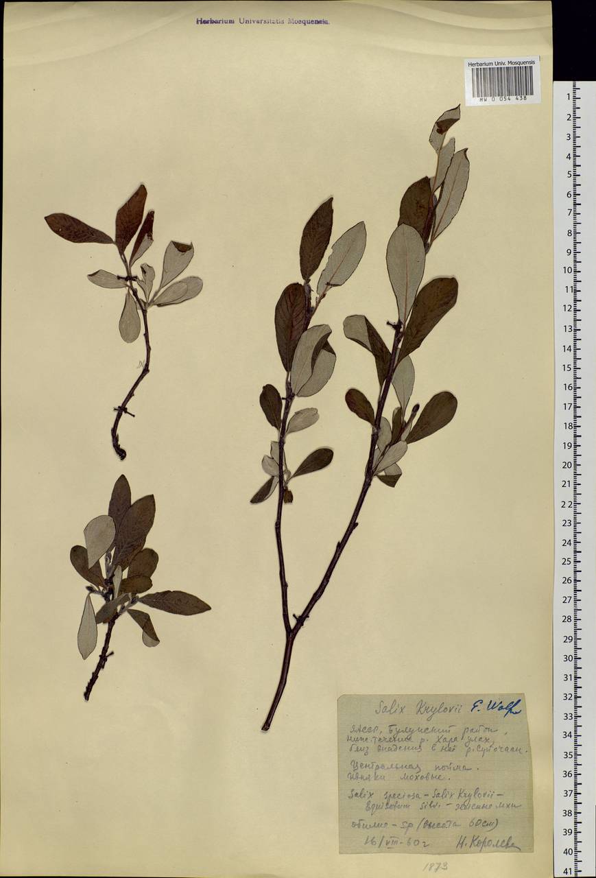 Salix krylovii E. Wolf, Siberia, Yakutia (S5) (Russia)