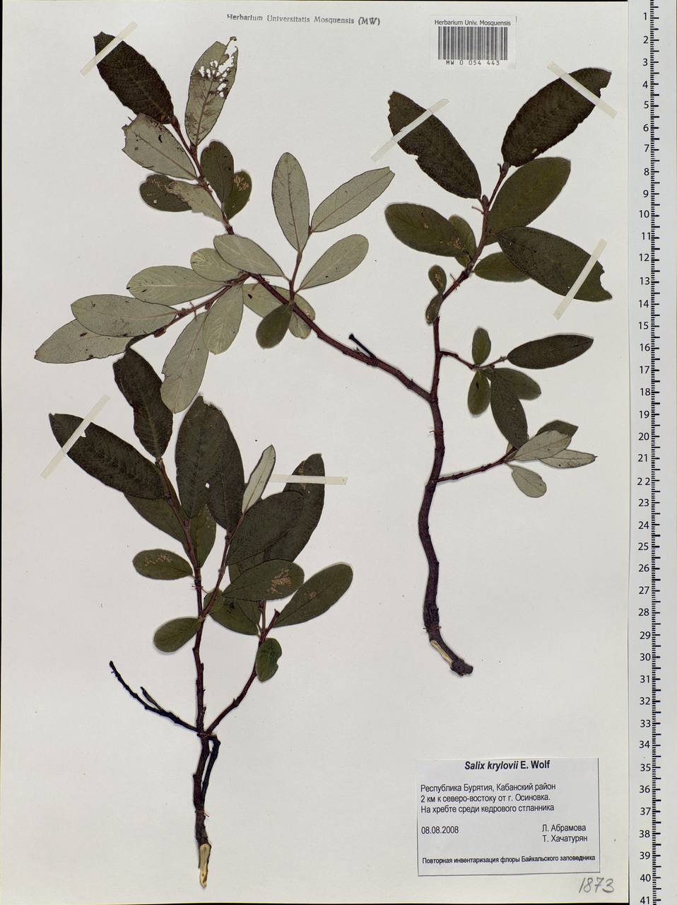 Salix krylovii E. Wolf, Siberia, Baikal & Transbaikal region (S4) (Russia)