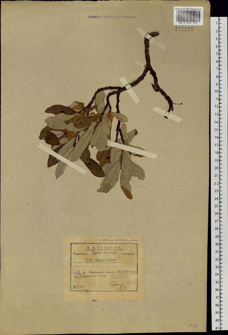 Salix krylovii E. Wolf, Siberia, Baikal & Transbaikal region (S4) (Russia)