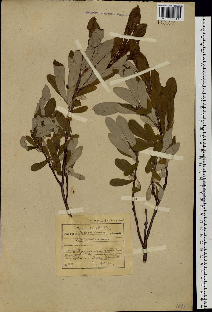 Salix krylovii E. Wolf, Siberia, Baikal & Transbaikal region (S4) (Russia)