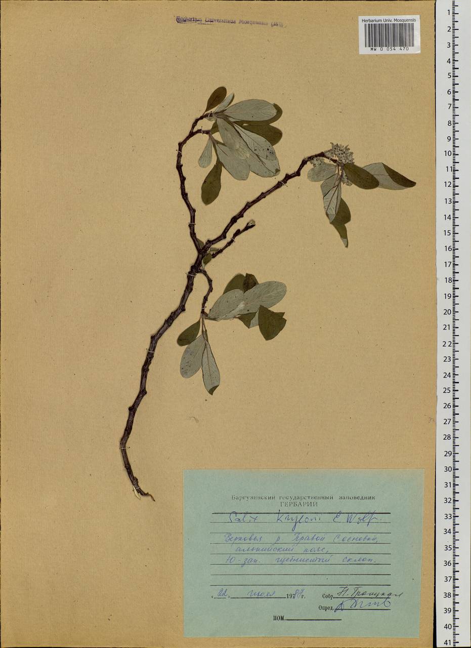 Salix krylovii E. L. Wolf, Siberia, Baikal & Transbaikal region (S4) (Russia)