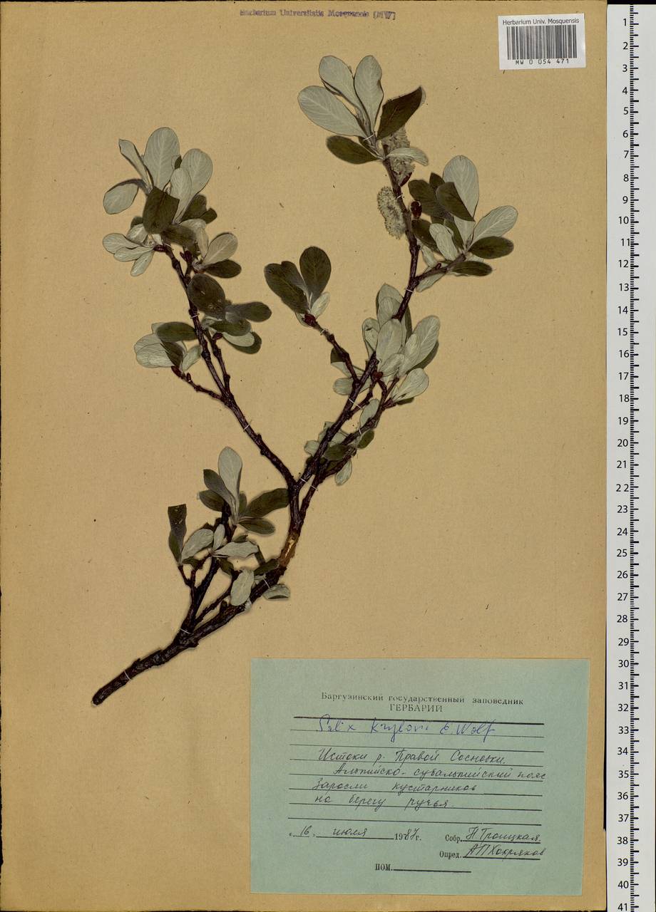 Salix krylovii E. L. Wolf, Siberia, Baikal & Transbaikal region (S4) (Russia)