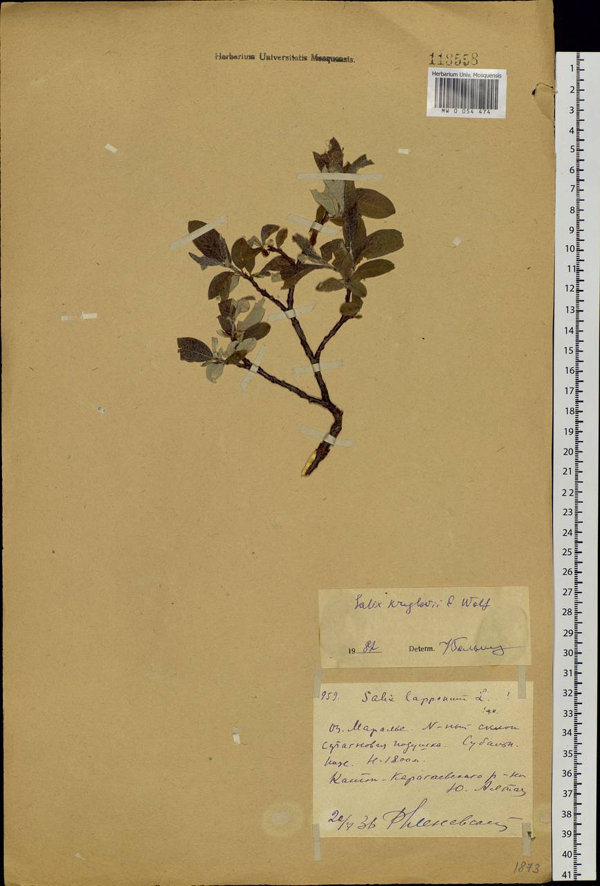 Salix krylovii E.L.Wolf, Siberia, Western (Kazakhstan) Altai Mountains (S2a) (Kazakhstan)