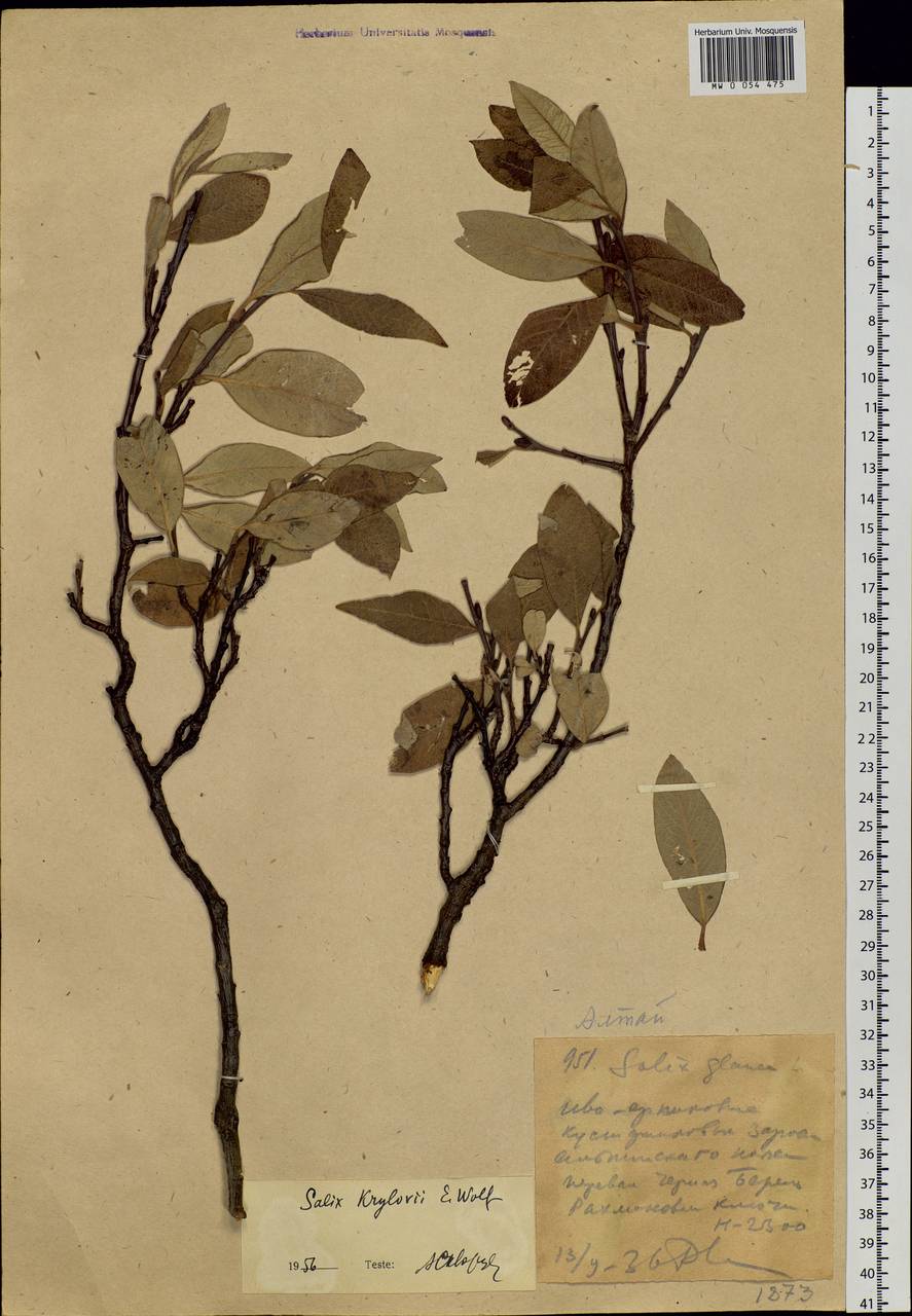 Salix krylovii E. Wolf, Siberia, Western (Kazakhstan) Altai Mountains (S2a) (Kazakhstan)