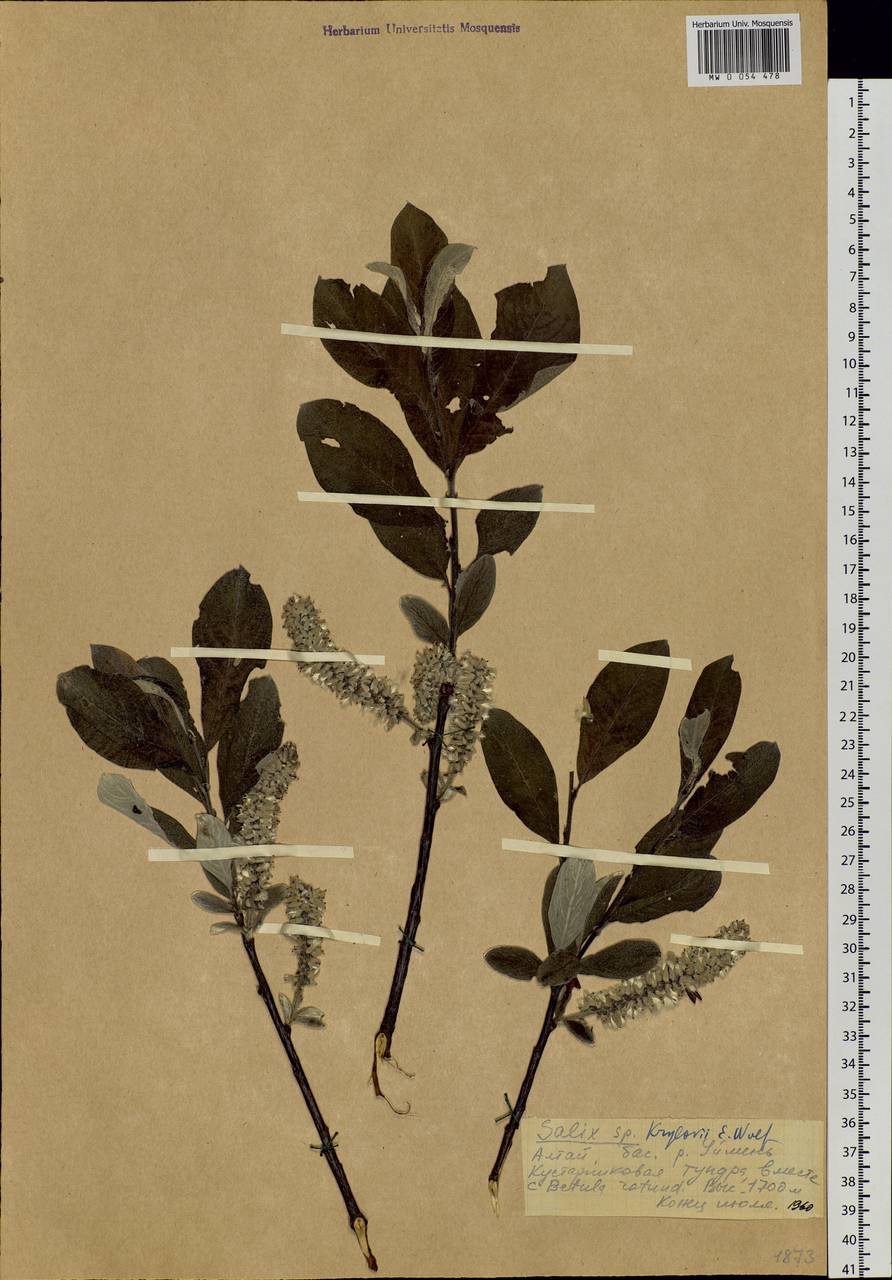 Salix krylovii E. L. Wolf, Siberia, Altai & Sayany Mountains (S2) (Russia)