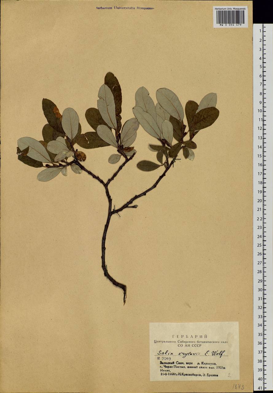 Salix krylovii E. Wolf, Siberia, Altai & Sayany Mountains (S2) (Russia)