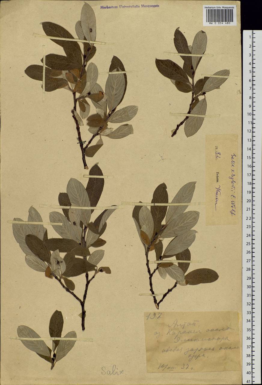 Salix krylovii E. L. Wolf, Siberia, Altai & Sayany Mountains (S2) (Russia)