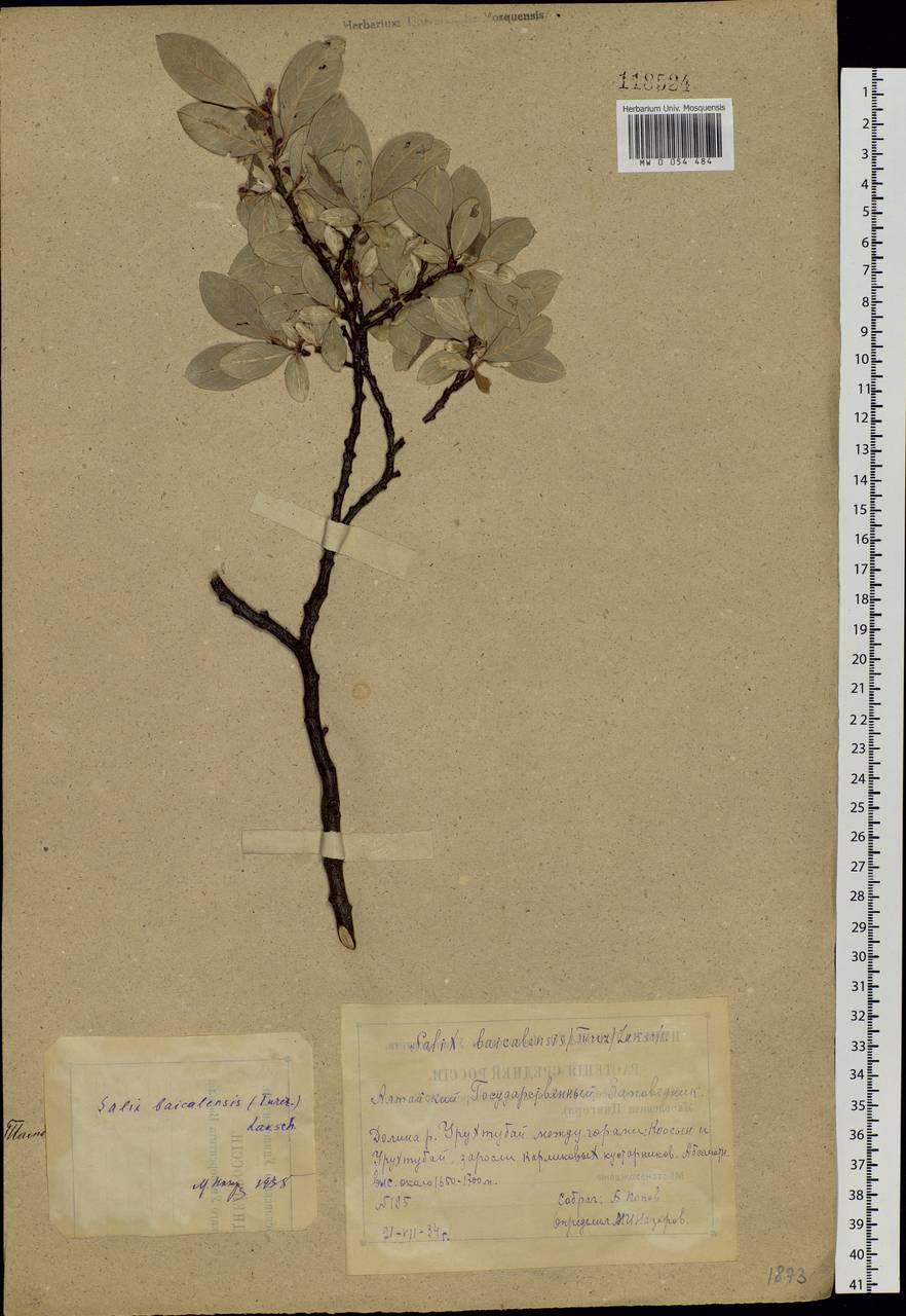 Salix krylovii E.L.Wolf, Siberia, Altai & Sayany Mountains (S2) (Russia)