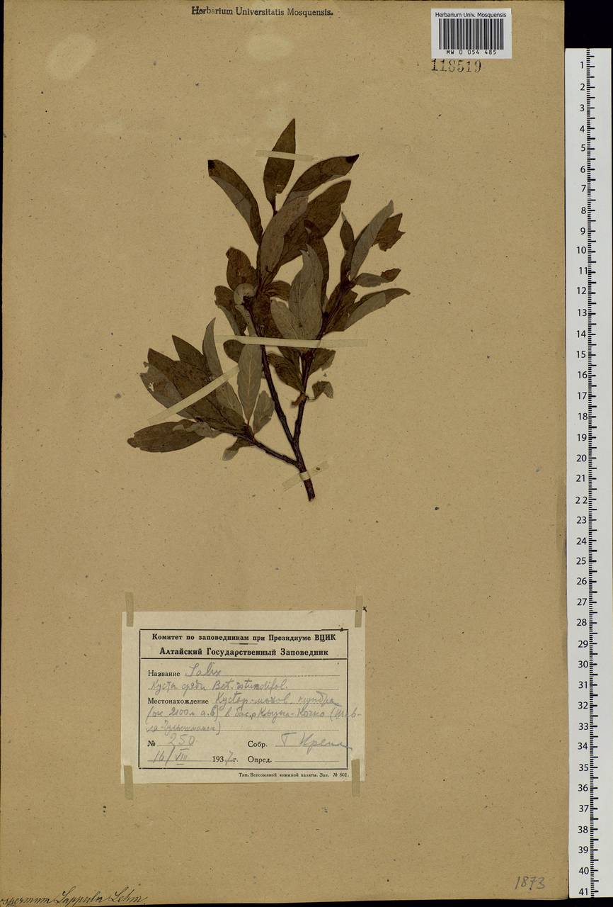 Salix krylovii E.L.Wolf, Siberia, Altai & Sayany Mountains (S2) (Russia)