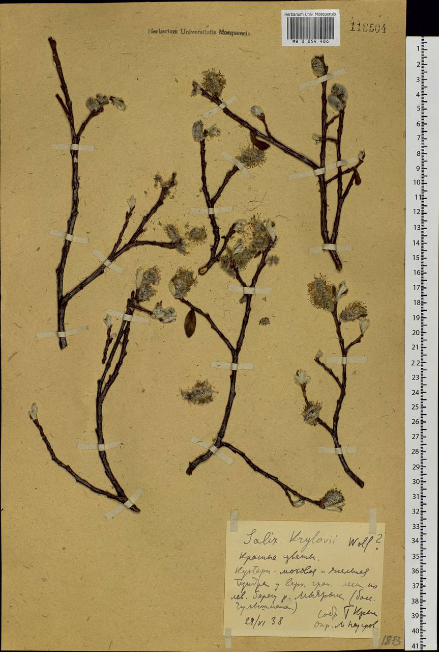 Salix krylovii E. L. Wolf, Siberia, Altai & Sayany Mountains (S2) (Russia)