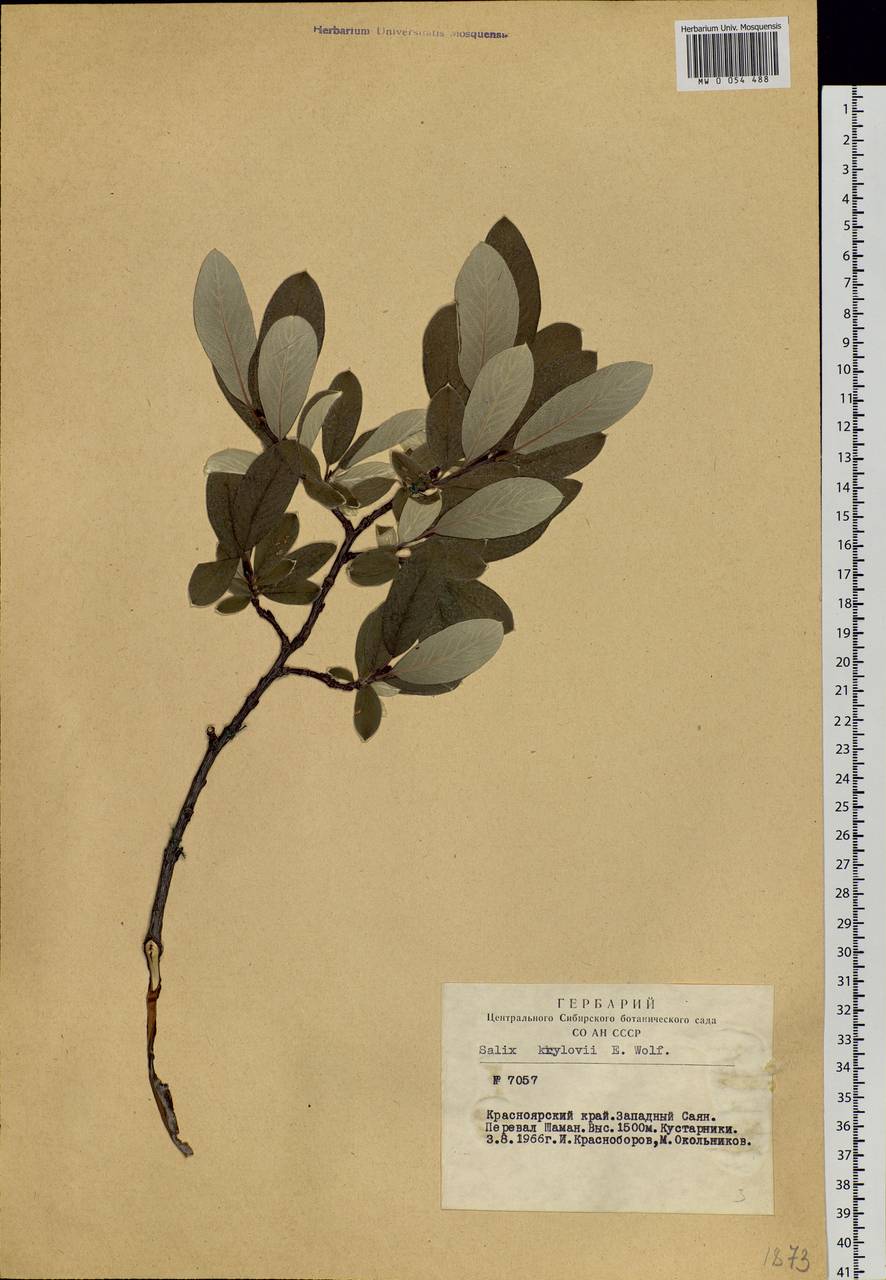 Salix krylovii E. Wolf, Siberia, Altai & Sayany Mountains (S2) (Russia)