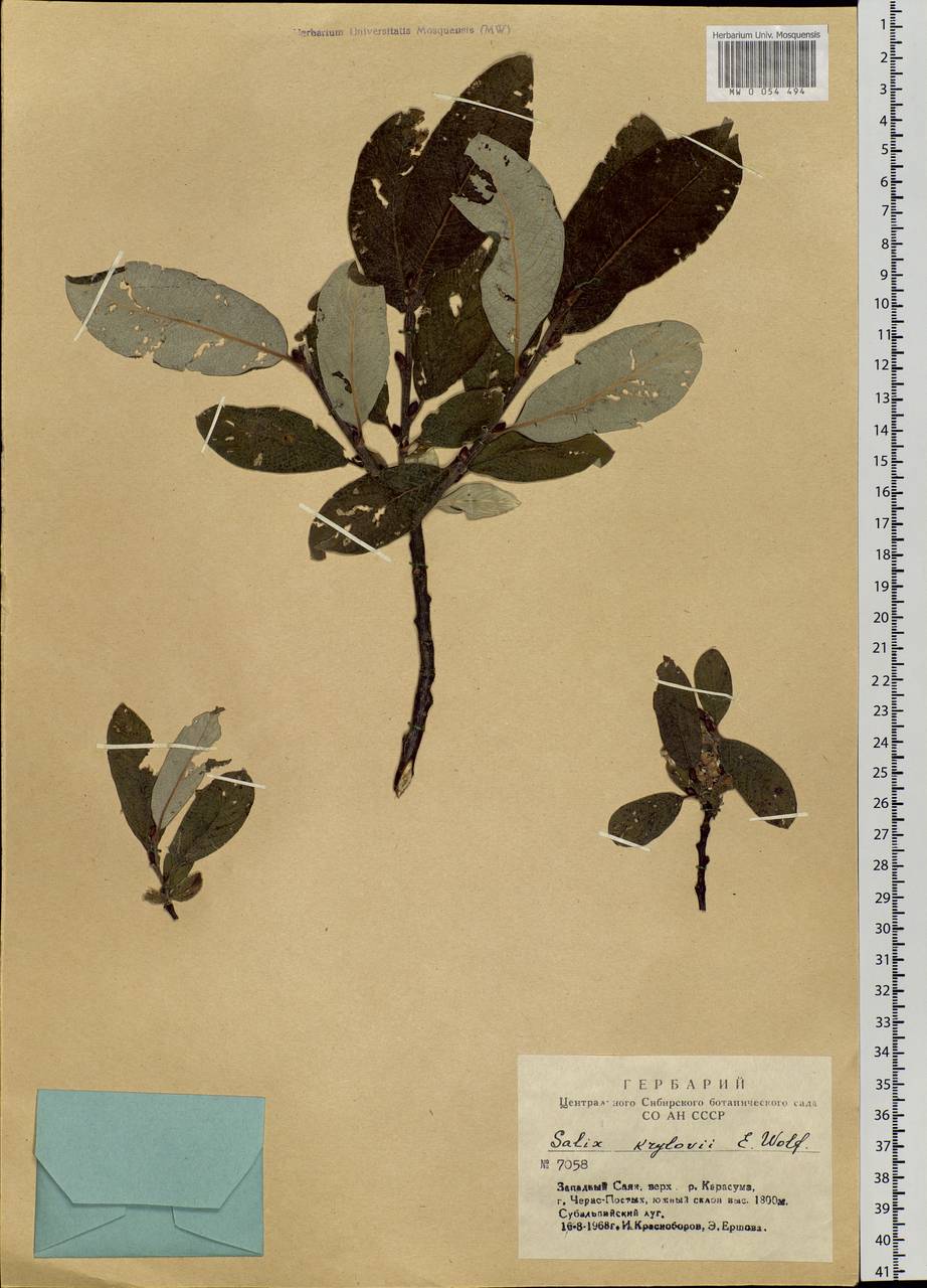 Salix krylovii E. Wolf, Siberia, Altai & Sayany Mountains (S2) (Russia)