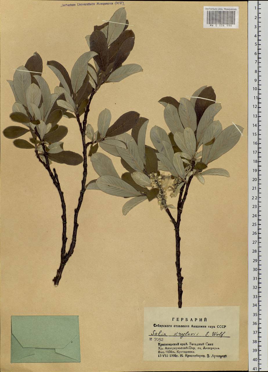 Salix krylovii E. Wolf, Siberia, Altai & Sayany Mountains (S2) (Russia)