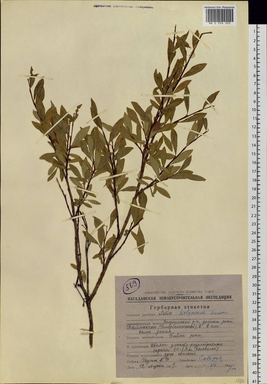 Salix boganidensis Trautv., Siberia, Chukotka & Kamchatka (S7) (Russia)