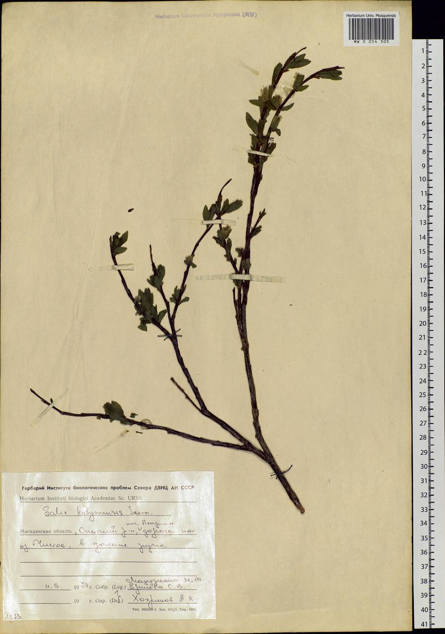 Salix boganidensis Trautv., Siberia, Chukotka & Kamchatka (S7) (Russia)