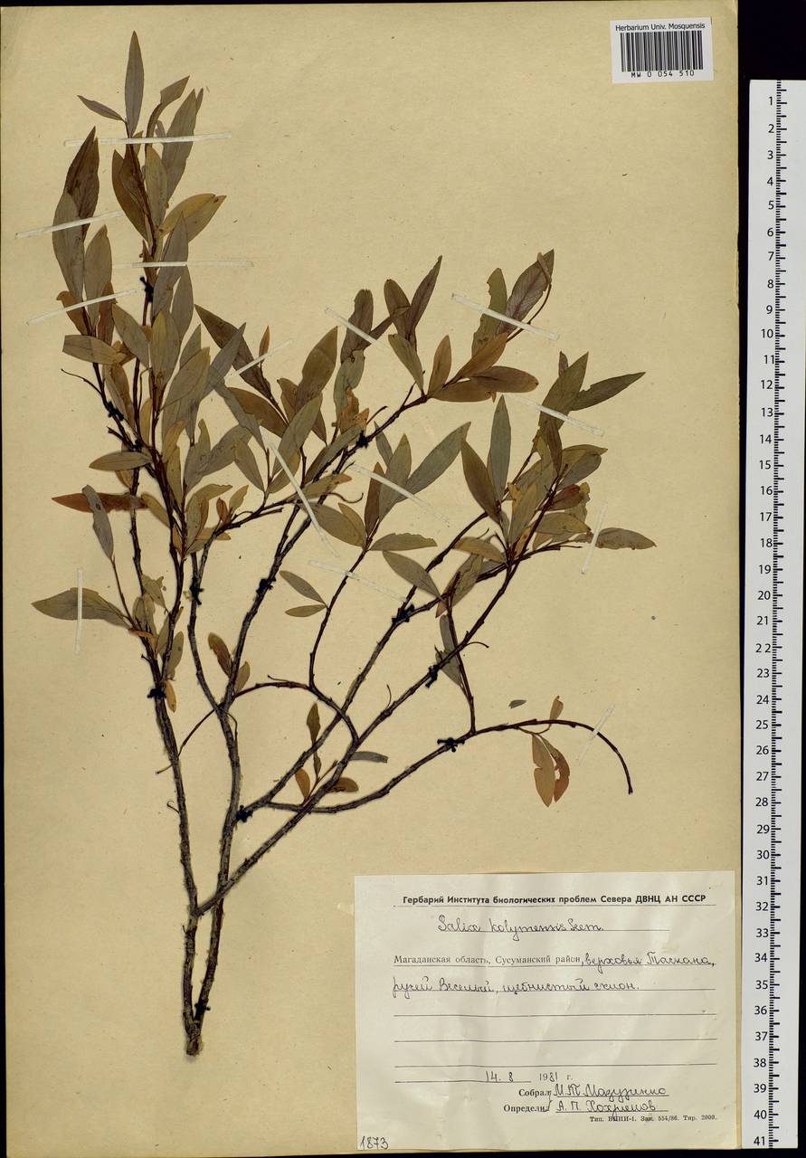 Salix boganidensis Trautv., Siberia, Chukotka & Kamchatka (S7) (Russia)