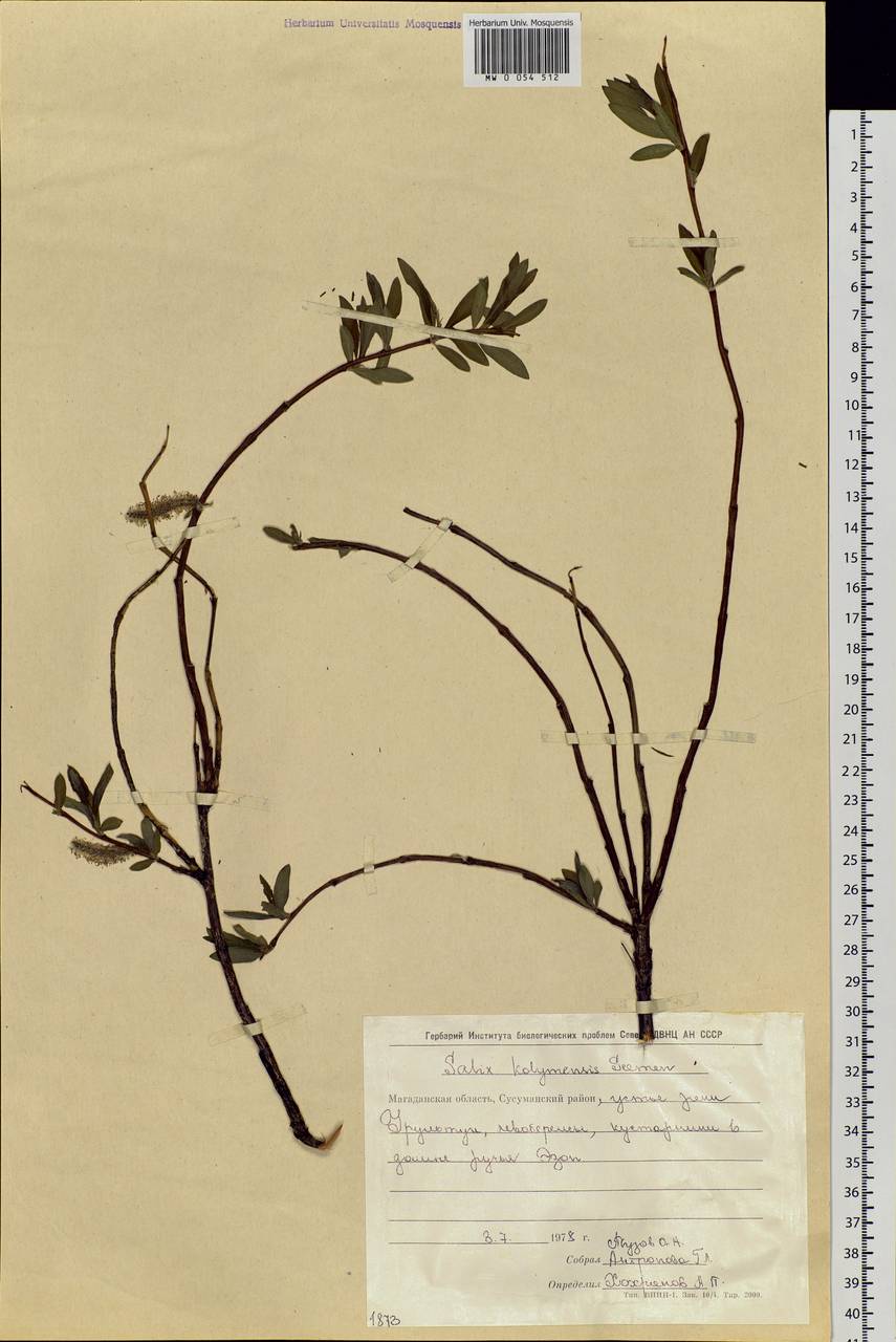 Salix boganidensis Trautv., Siberia, Chukotka & Kamchatka (S7) (Russia)