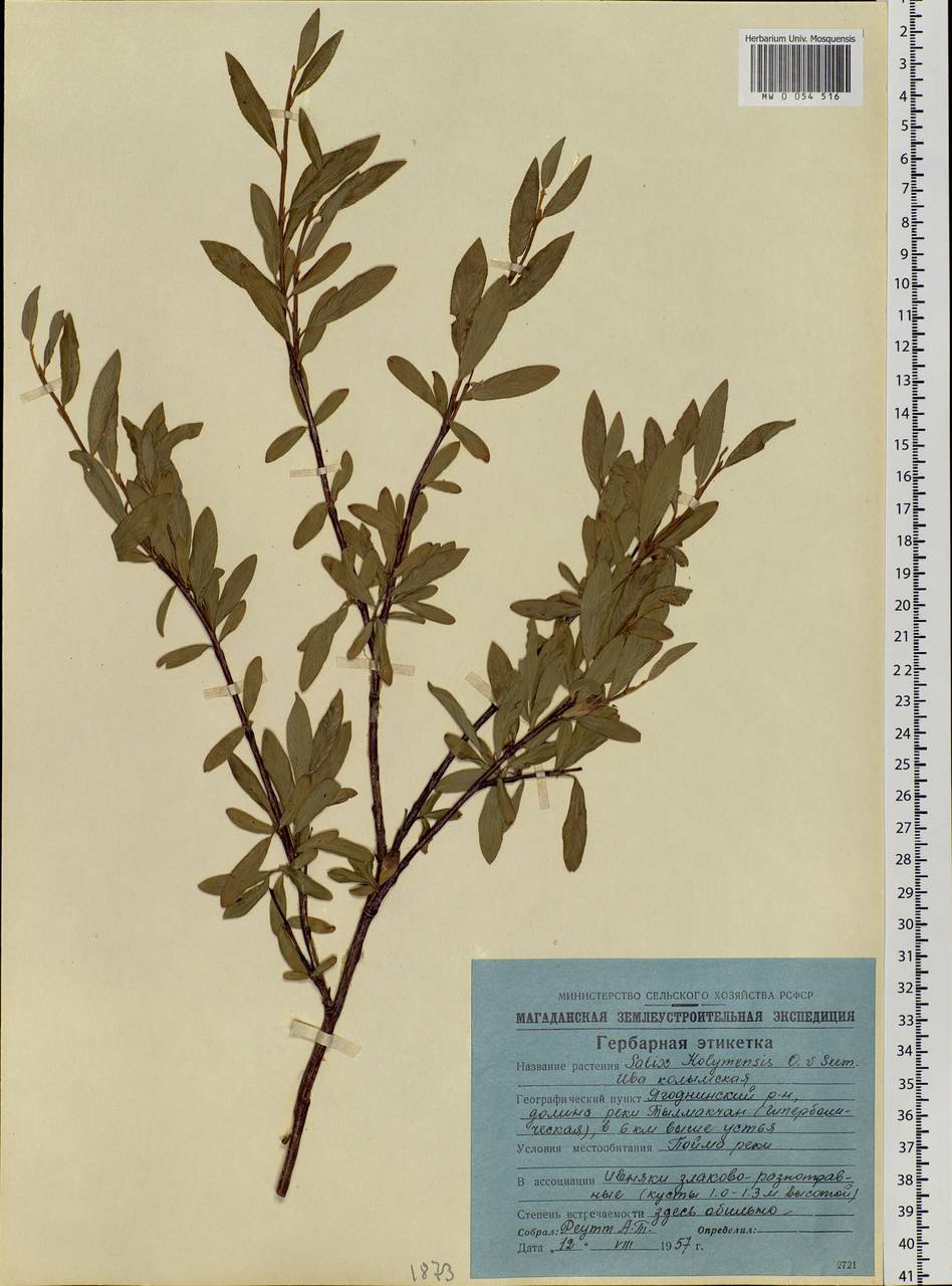 Salix boganidensis Trautv., Siberia, Chukotka & Kamchatka (S7) (Russia)