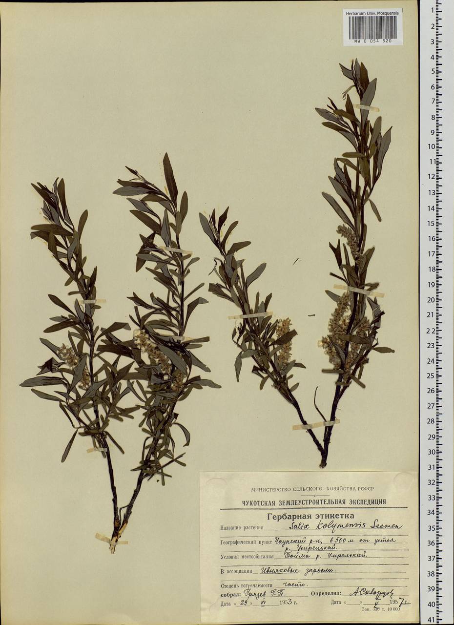Salix boganidensis Trautv., Siberia, Chukotka & Kamchatka (S7) (Russia)