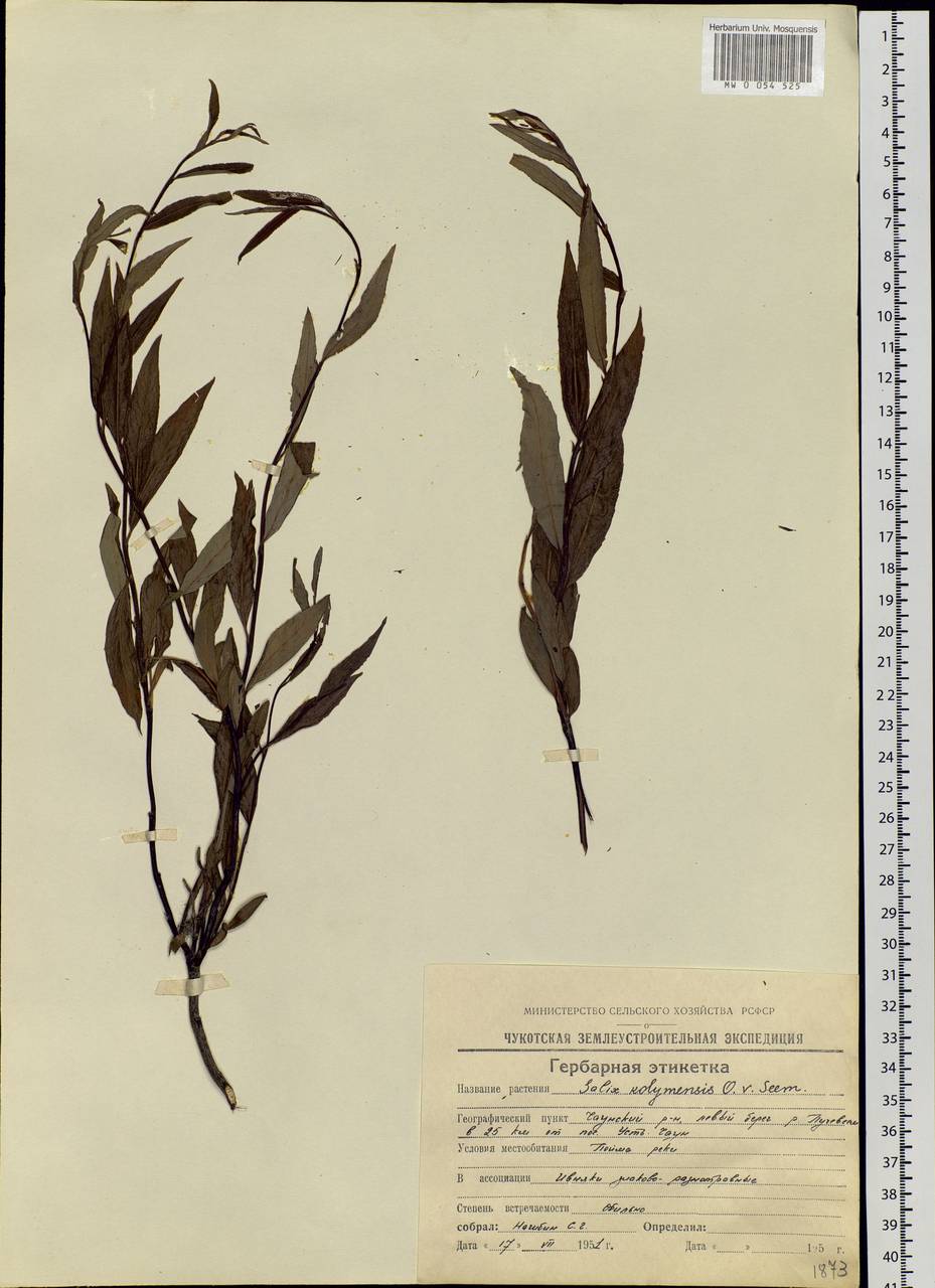 Salix boganidensis Trautv., Siberia, Chukotka & Kamchatka (S7) (Russia)