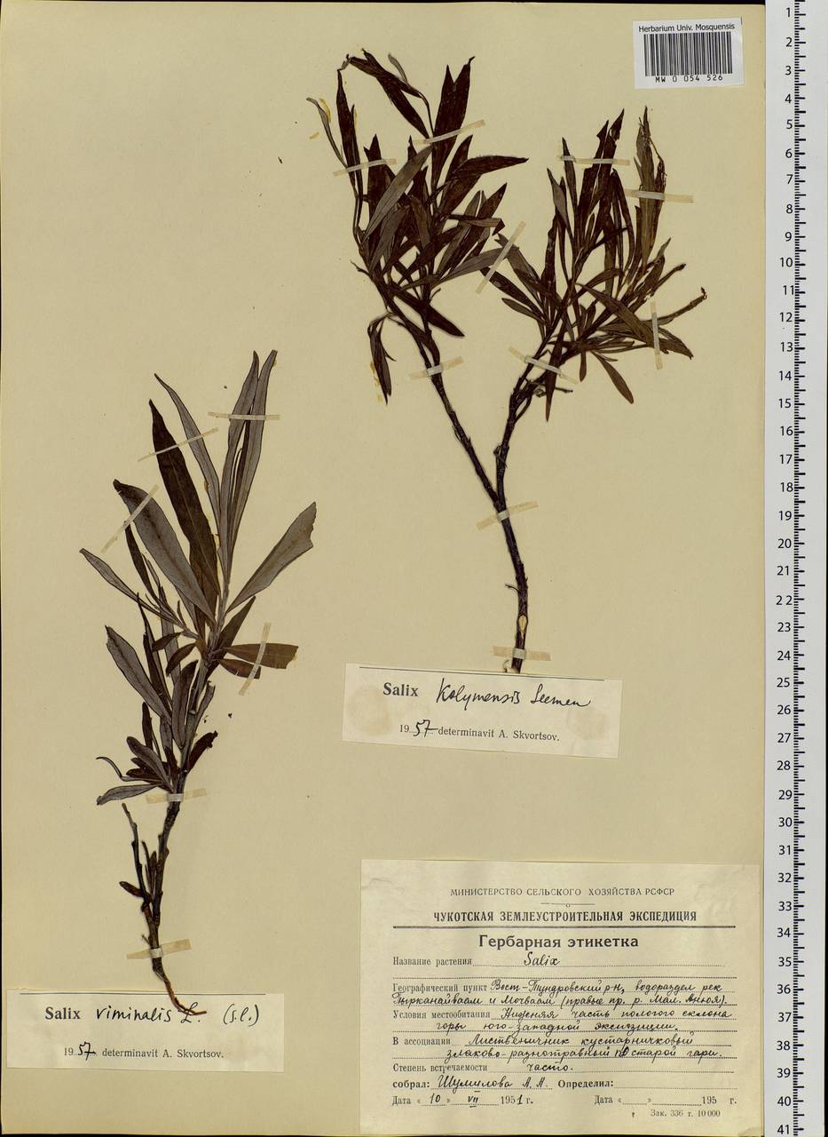 Salix boganidensis Trautv., Siberia, Chukotka & Kamchatka (S7) (Russia)