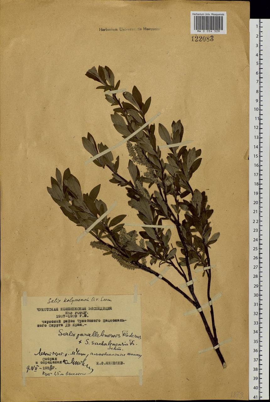 Salix boganidensis Trautv., Siberia, Chukotka & Kamchatka (S7) (Russia)