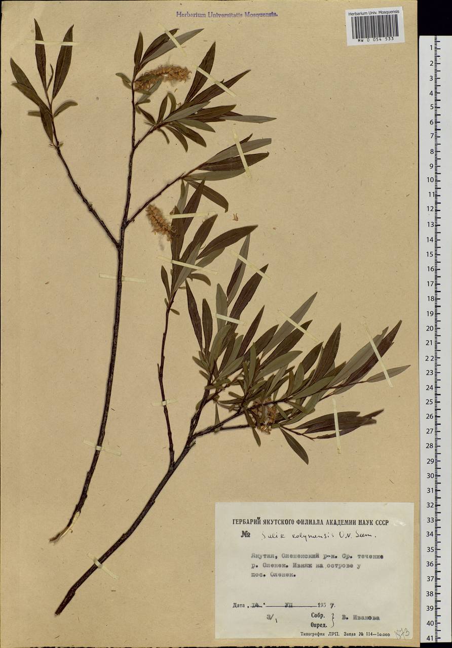 Salix boganidensis Trautv., Siberia, Yakutia (S5) (Russia)