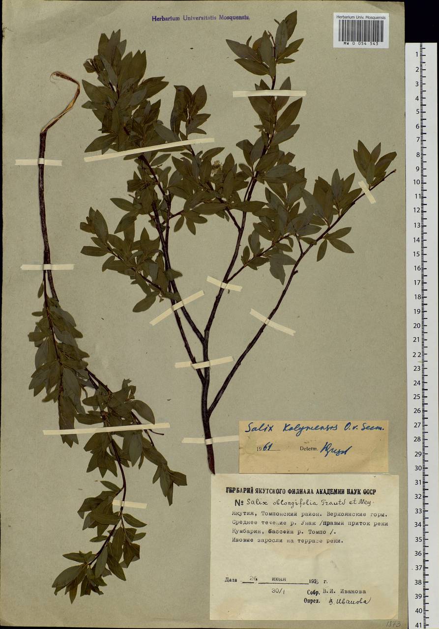 Salix boganidensis Trautv., Siberia, Yakutia (S5) (Russia)