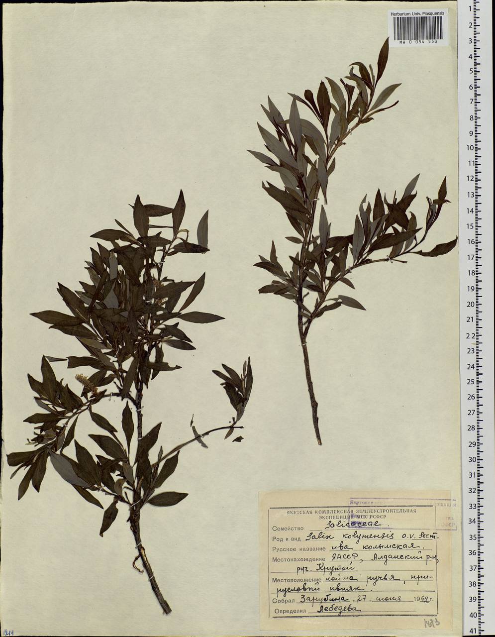 Salix boganidensis Trautv., Siberia, Yakutia (S5) (Russia)