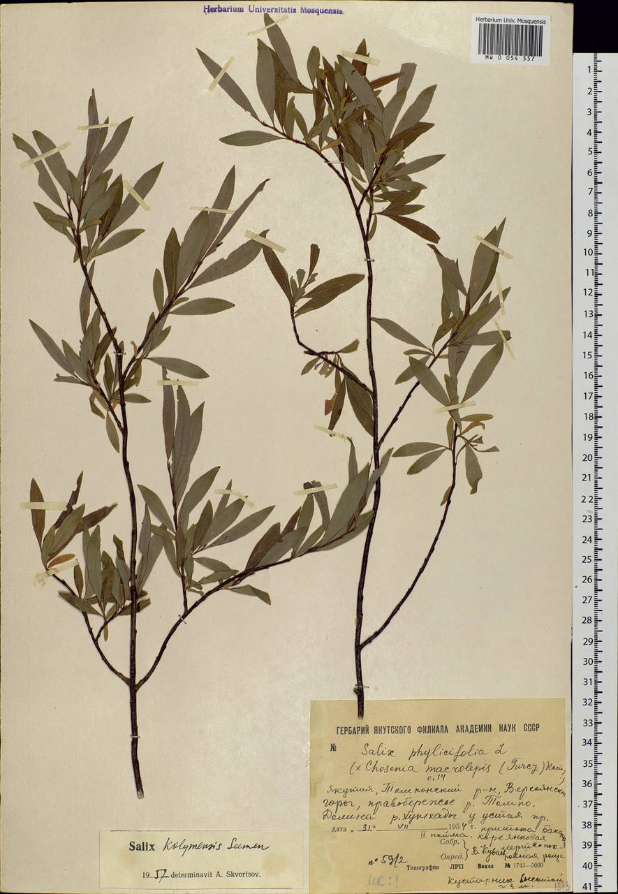 Salix boganidensis Trautv., Siberia, Yakutia (S5) (Russia)